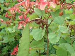 Bauhinia galpinii green fruit pod